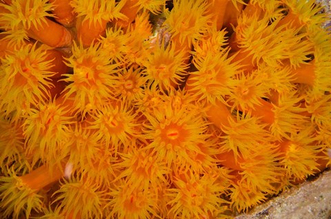 Framed Orange Cup Coral marine life, Netherlands Antilles Print