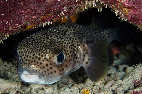 Framed Porcupine Fish, Bonaire, Netherlands Antilles, Caribbean Print