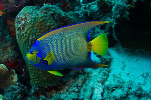 Framed Queen Angelfish, Bonaire, Netherlands Antilles Print