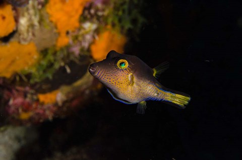 Framed Sharpnose Puffer fish, Bonaire, Netherlands Antilles Print