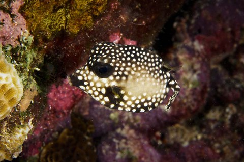 Framed Smooth Trunkfish, Bonaire, Netherlands Antilles Print