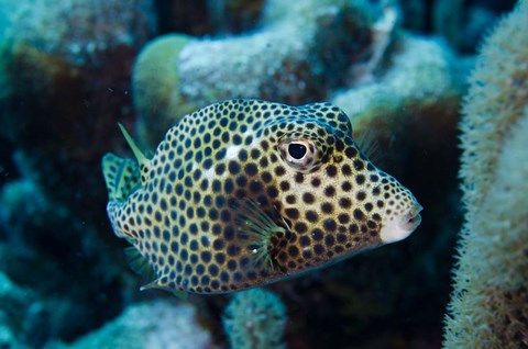 Framed Spotted Trunkfish, Bonaire, Netherlands Antilles Print