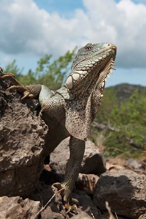 Framed Green Iguana lizard, Slagbaai NP, Netherlands Antilles Print