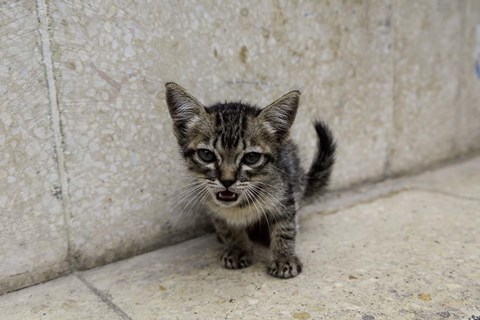 Framed Cute kitten on the streets of Old Havana, Havana, Cuba Print