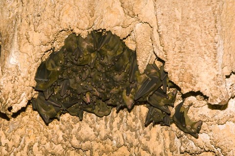 Framed Bat wildlife, Cave, Ankarana NP, Madagascar Print