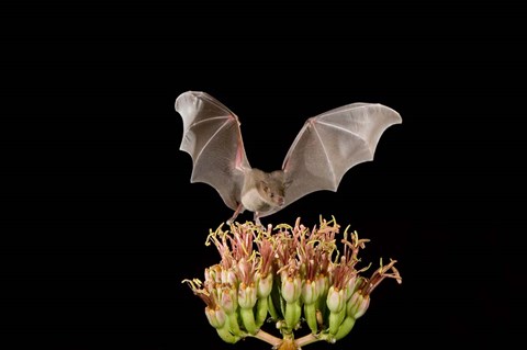 Framed Lesser Long-nosed Bat, Tuscon, Arizona Print