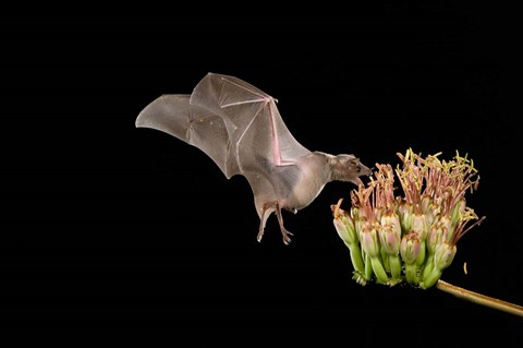 Framed Lesser Long-nosed Bat Print
