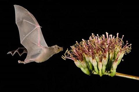 Framed Lesser Long-Nosed Bat in Flight Feeding on Agave Blossom, Tuscon, Arizona Print