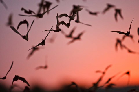 Framed Mexican Free-tailed Bats emerging from Frio Bat Cave, Concan, Texas, USA Print