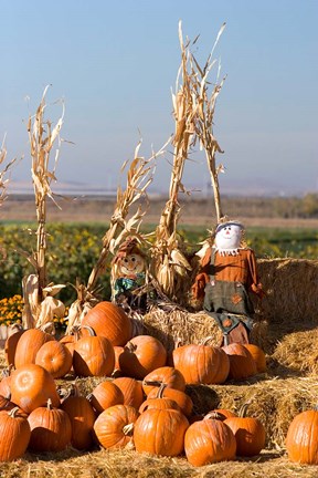 Framed Pumpkin, hay bales, scarecrows, Fruitland, Idaho Print