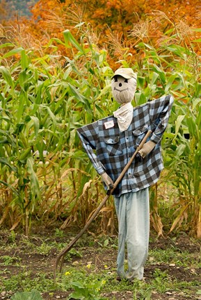 Framed New York, Cooperstown, Farmers Museum Fall cornfield with scarecrow Print