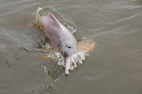 Framed Brazil, Amazonas, Rio Tapajos Freshwater pink Amazon dolphin Print