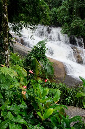 Framed Rainforest waterfall, Serra da Bocaina NP, Parati, Brazil (vertical) Print