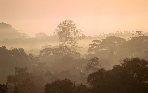 Framed Mist over Canopy, Amazon, Ecuador Print