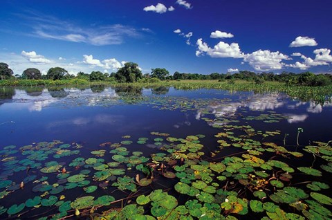 Framed Waterways in Pantanal, Brazil Print