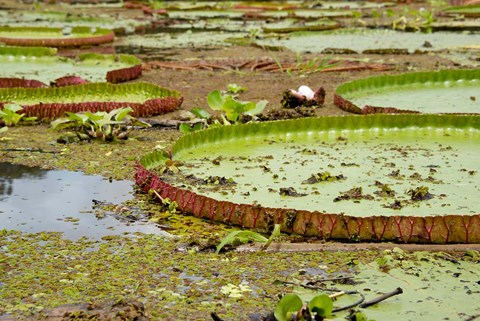 Framed Brazil, Amazon, Valeria River, Boca da Valeria Giant Amazon lily pads Print