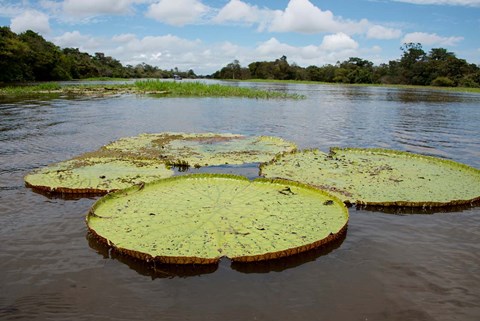 Framed Giant Amazon lily pads, Valeria River, Boca da Valeria, Amazon, Brazil Print