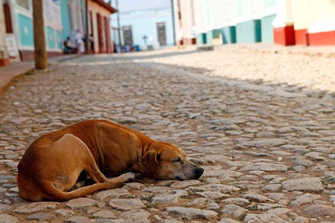 Framed Cuba, Trinidad Dog sleeping in the street Print