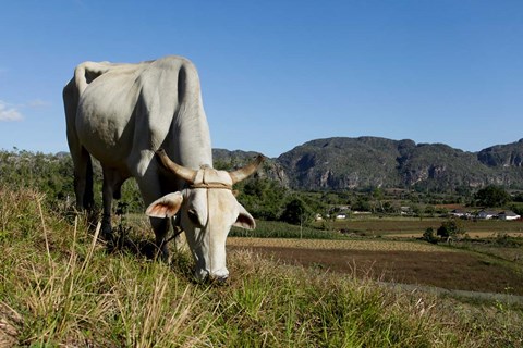 Framed Ox Grazing, Farm animals, Vinales, Cuba Print