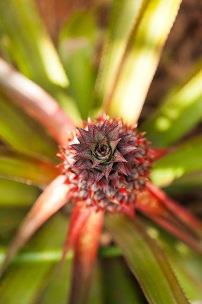 Framed Cuba, Vinales, El Jardin de Caridad, Pineapple Print