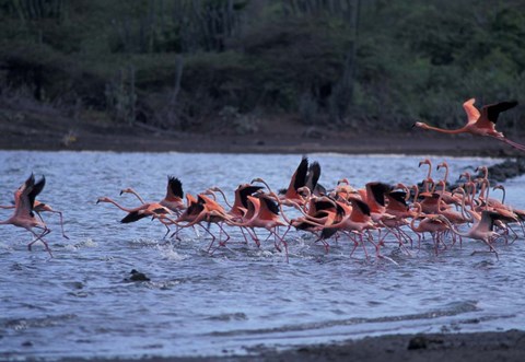 Framed Flamingo Sanctuary, Curacao, Caribbean Print