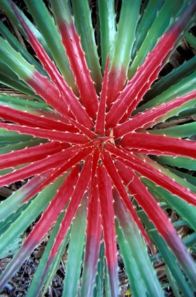 Framed Cactus Detail, Chrstoffel National Park, Curacao, Caribbean Print