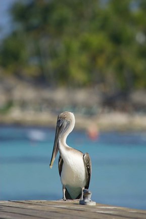 Framed Dominican Republic, Bayahibe, Pelican bird Print