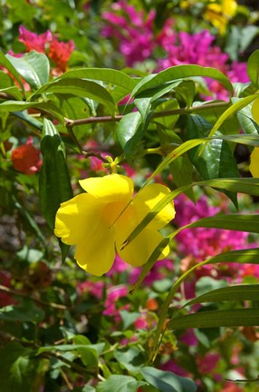 Framed Bouganvillea, Dominican Republic Print