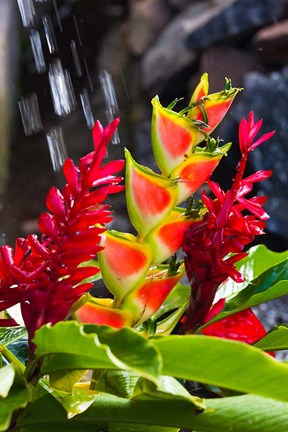 Framed Dominica, Roseau, heliconia, red ginger flowers Print