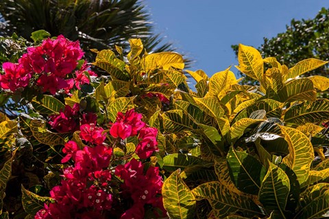 Framed Bougainvillea flowers, Bavaro, Higuey, Punta Cana, Dominican Republic Print