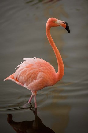 Framed Flamingo, Tropical bird, Dominican Republic Print