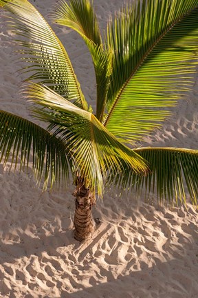Framed Palm tree, Bavaro Beach, Higuey, Punta Cana, Dominican Republic Print