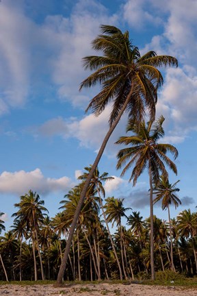 Framed Palm Trees, Bavaro, Higuey, Punta Cana, Dominican Republic Print