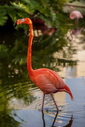 Framed Pink flamingo, Bavaro, Higuey, Punta Cana, Dominican Republic Print