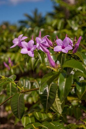 Framed Tropical purple flowers, Bavaro, Higuey, Punta Cana, Dominican Republic Print