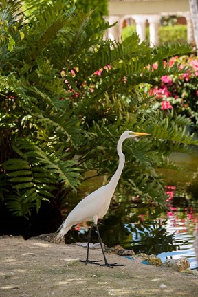 Framed White Egret tropical bird, Bavaro, Higuey, Punta Cana, Dominican Republic Print
