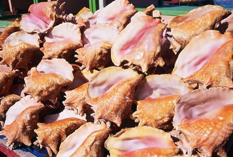 Framed Conch Shells, St Georges, Grenada, Caribbean Print