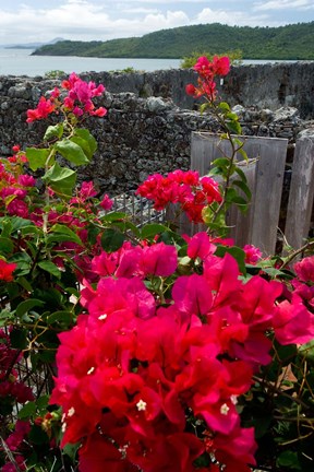 Framed Flowering Bougainvillea &amp; Ruins, Chateau Dubuc, Martinique, French Antilles, West Indies Print