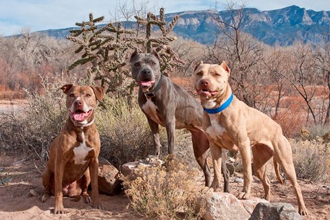 Framed Three Pitt Bull Terrier dog, New Mexico Print