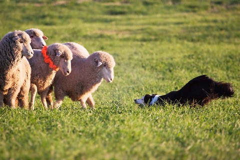 Framed Purebred Border collie dog and Merino sheep Print