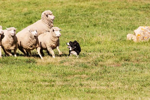 Framed Purebred Border Collie dog and sheep Print