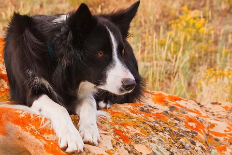 Framed Purebred Border Collie dog on moss rock Print
