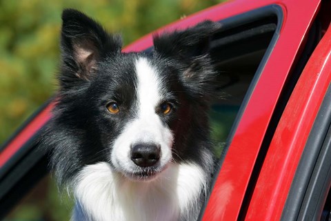 Framed Purebred Border Collie dog, red truck window Print