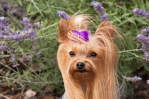 Framed Purebred Yorkshire Terrier dog, purple bow Print