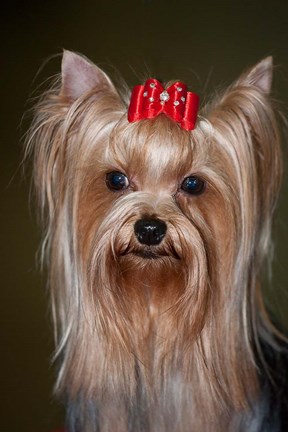 Framed Show Yorkshire Terrier Dog with red bow Print