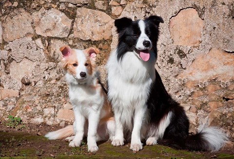 Framed adult Border Collie dog with puppy Print