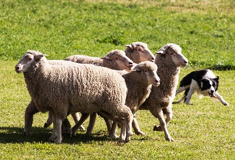 Framed Purebred Border Collie dog turning sheep Print