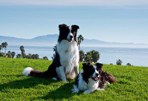 Framed Two Border Collie dogs Print