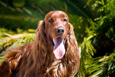 Framed Irish Setter lying surrounded by greenery Print