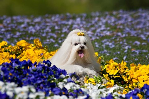 Framed USA, California Maltese lying in flowers with yellow bow Print